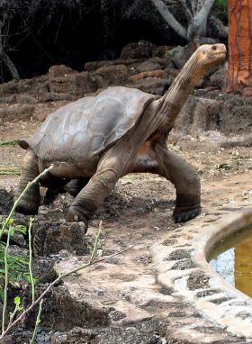 tartaruga equador