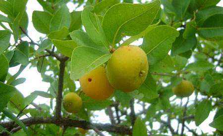 150613 fruta cagaita n65