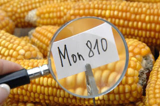 Lupa Milho OGM