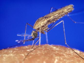 280411_mosquito
