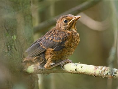 090113 aves2