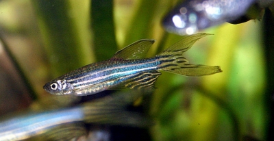 120522 peixe-zebra