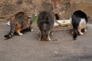 120525 gatos
