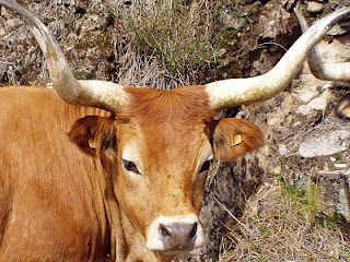 VACA PISCA galego portuguesa