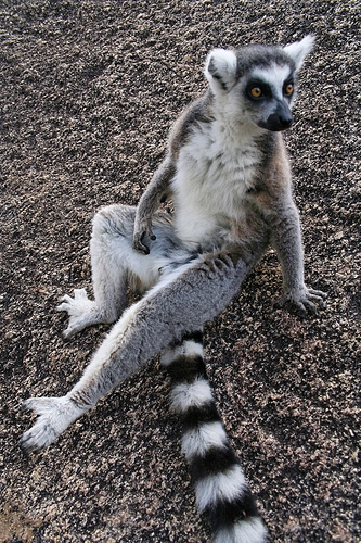 Lemur