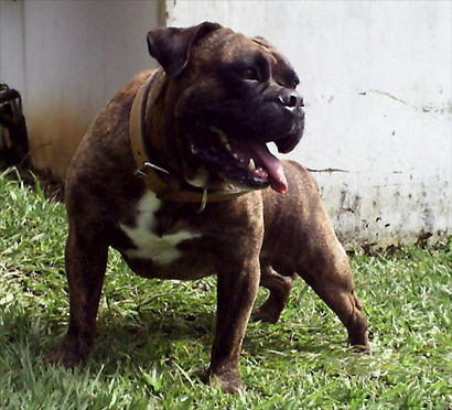 buldogue campeiro cao br