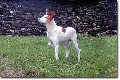 cam podengo galego