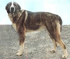 cao transmontano