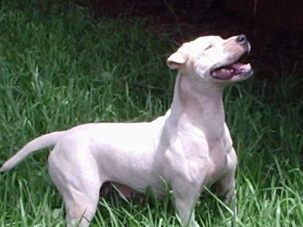 dogue brasileiro