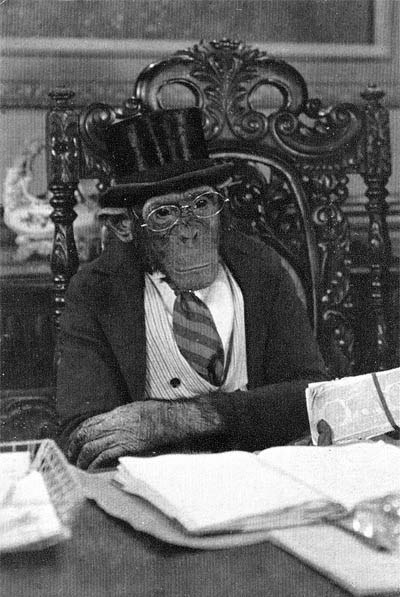 chimp-tophat