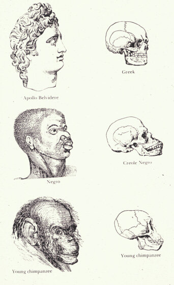 Races and skulls