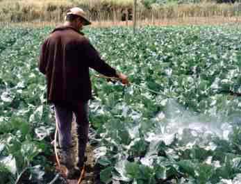 agrotoxy
