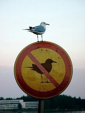 051012 desobediencia-civil