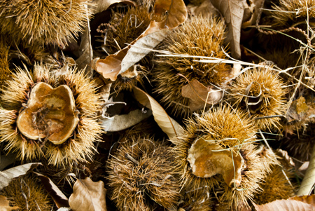 castanha