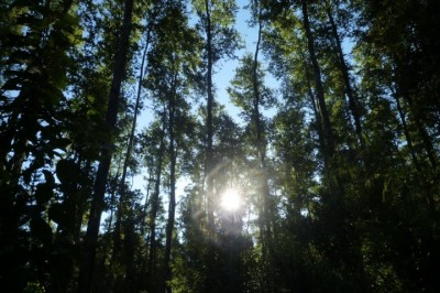 111112 floresta
