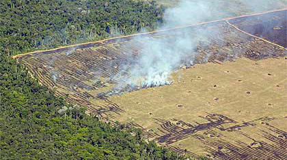 270412 florestal