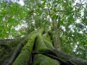 codigoflorestal