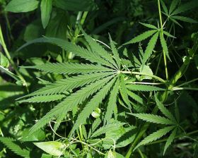 maconha
