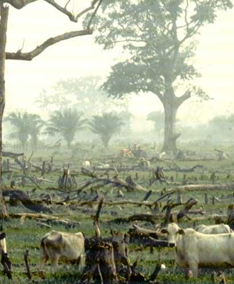 consumo-amazônia