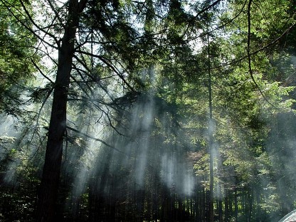 amazonia