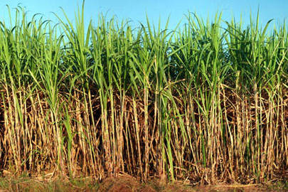 cana amazônia