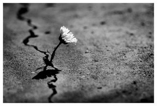 270611_flor_asfalto