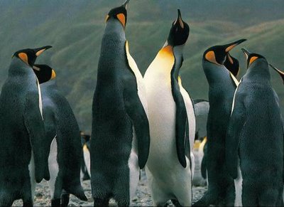051010_fossil_gigante_pinguim2